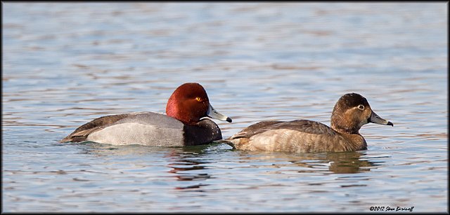 _2SB2561 redhead pair.jpg